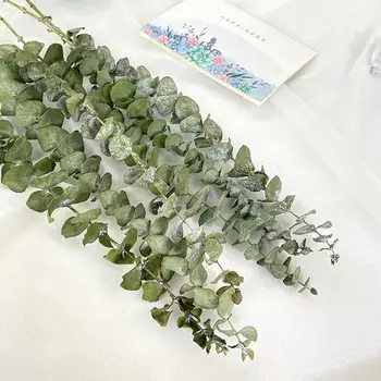 10pcs Naravno Posušeni Cvet Eucalyptus Podružnic, Konzervirane Svež Šopek rož Narave Zelena Rastlina, Listi Vrt Dom Dekoracija