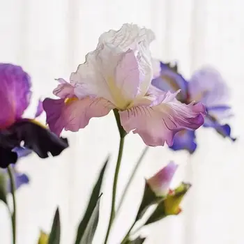 76 cm Svile Irsko Visoke Kakovosti Umetno Cvetje Alice Iris Doma Dekor poročno Dekoracijo Stranka DIY Dolgo Ponaredek Cvet